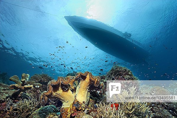 Korallenriff mit verschiedenen Korallen und Silhouette von Tauchboot  Pazifik  Queensland  Australien  Ozeanien