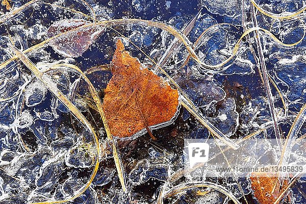 Gefrorene Grashalme und Blätter im Eis  in Raubling  Voralpenland  Bayern  Deutschland  Europa