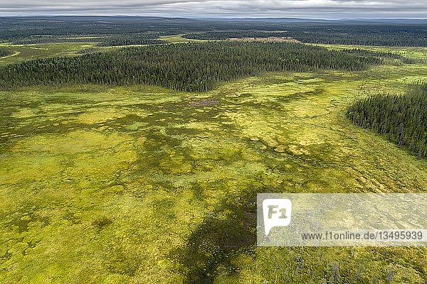 Drohnenaufnahme  Luftbild  borealer  arktischer Wald mit Nadelbäumen in Feuchtgebiet  Moor  Savukoski  Lappland  Finnland  Europa