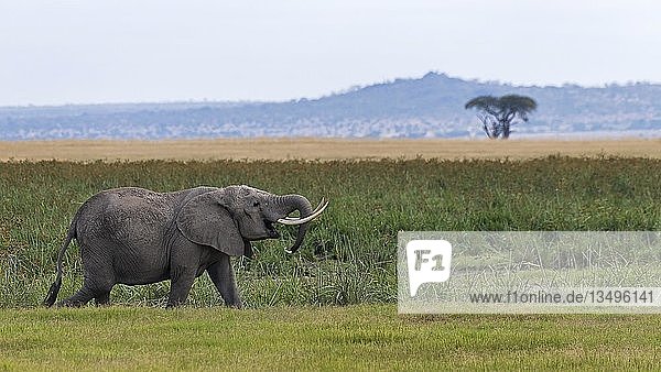 Afrikanischer Elefant (Loxodonta africana) im Sumpfgebiet  Amboseli-Nationalpark  Kenia  Afrika