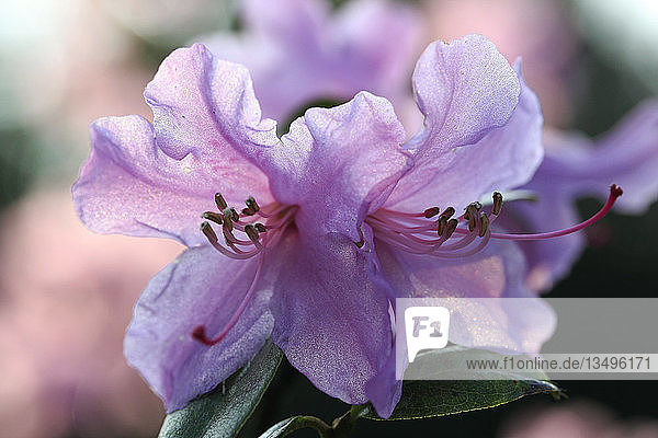 Purple Rhododendron flowers (Rhododendron sp.)  North Rhine-Westphalia  Germany  Europe