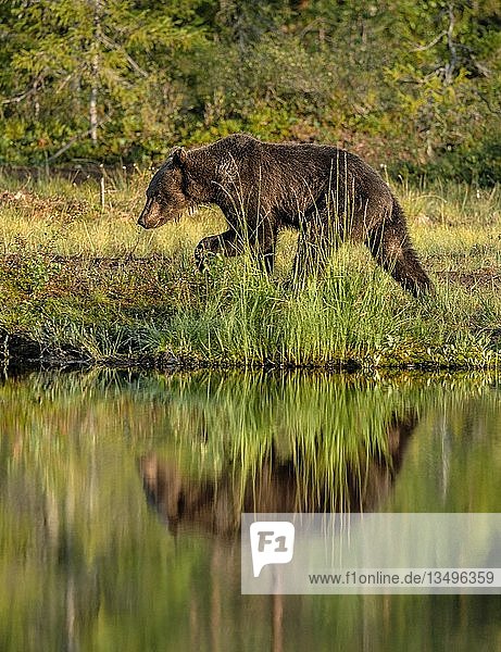 Europäischer Braunbär (Ursus arctos) bei einem Spaziergang am Seeufer  das sich im See spiegelt  Suomussalmi  Kainuu  Finnland  Europa