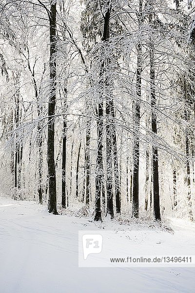 Verschneiter Wald im Winter  Höchsten  bei Illwangen  Baden-Württemberg  Deutschland  Europa