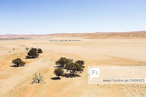 Luftaufnahme  Kameldornbäume (Acacia erioloba) im Wüstensand  Sossusvlei  Namib-Wüste  Namib-Naukluft-Nationalpark  Namibia  Afrika