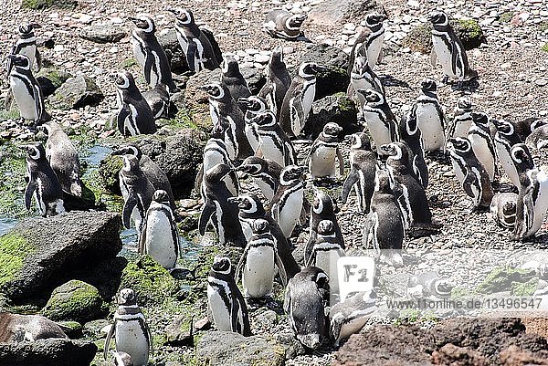 Magellanpinguine (Spheniscus magellanicus)  Pinguinkolonie Punta Tombo bei Pininsula Valdez  Patagonien  Ostküste  Atlantik  Argentinien  Südamerika