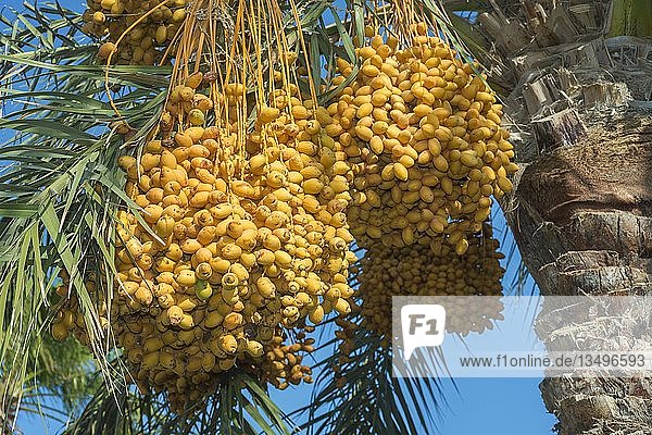 Reife gelbe Früchte Datteln auf Dattelpalme (Phoenix dactylifera)  Ägypten  Afrika