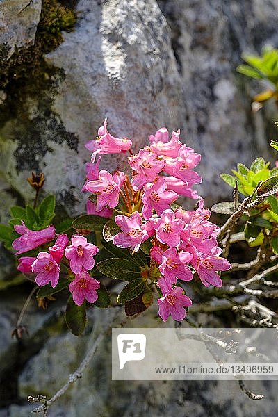 Rostrote Alpenrose (Rhododendron ferrugineum) bayerische Alpen Nationalpark Berchtesgaden Bayern Deutschland Europa