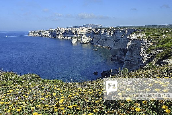 Gelbe Margeriten (Euryops abrotanifolius) auf steilen Klippen  Felsenküste bei Bonifacio  Korsika  Frankreich  Europa