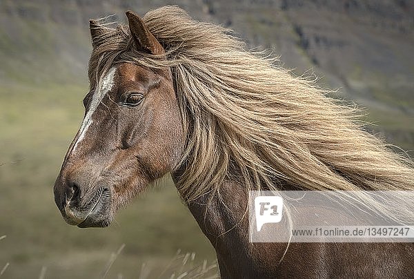 Braunes Islandpferd (Equus islandicus) mit wiegender Mähne  Tierportrait  SauÃ°Ã¡rkrÃ³kur  Akrahreppur  NorÃ°urland vestra  Island  Europa