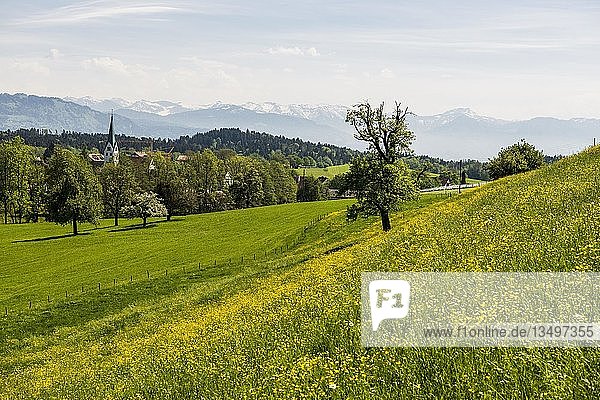 Blühende Frühlingswiese und Dorf  Gattnau  bei Kressbronn  Bodensee  Baden-Württemberg  Deutschland  Europa