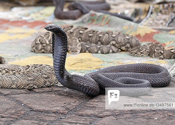 Indian cobra (Naja naja) belonging to snake charmer  Jemaa el Fna market place  Marrakesh  Morocco  Africa