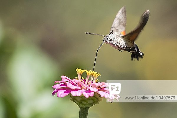Kolibri-Schwärmer (Macroglossum stellatarum)  Nahrungsaufnahme im Flug  an Zinnienblüte (Zinnia elegans)  Hessen  Deutschland  Europa