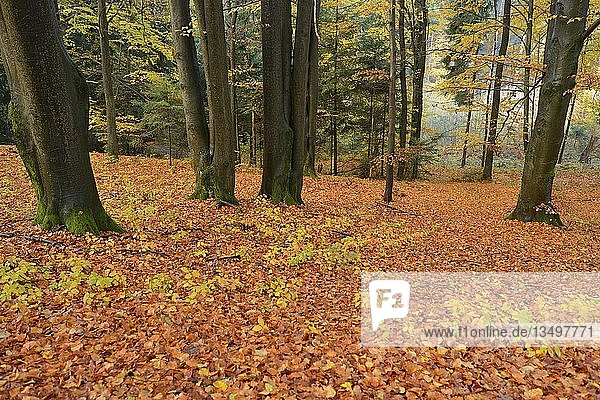 Rotbuchen (Fagus sylvatica)  Buchenwald  Baumstämme mit Herbstlaub  Bayern  Deutschland  Europa