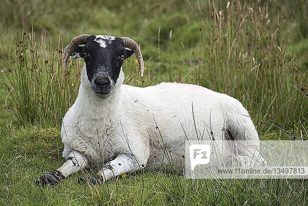 Schottisches Schaf  Schottisches Schwarzkopfschaf (Ovis aries gmelini) auf einer Wiese liegend  Isle of Islay  Innere Hebriden  Schottland  Vereinigtes Königreich  Europa