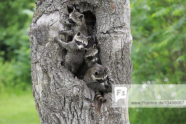 Waschbären (Procyon lotor)  vier Jungtiere schauen neugierig aus einer Baumhöhle  Pine County  Minnesota  USA  Nordamerika