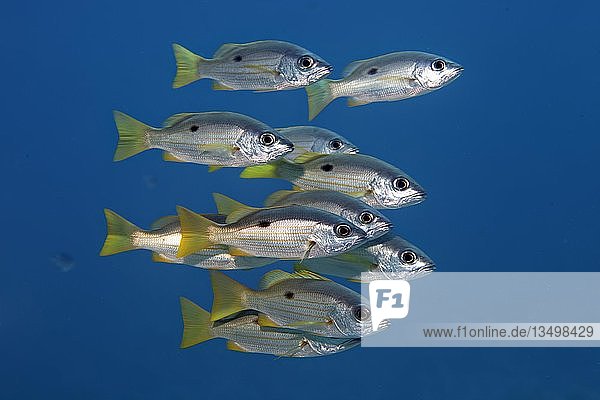 Kleiner Schwarm Ehrenbergs-Schnapper oder Einfleck-Schnapper (Lutjanus ehrenbergii) schwimmt im offenen Meer, Rotes Meer, Ägypten, Afrika