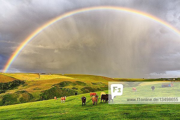 Angusrinder auf der Weide in einer Agrarlandschaft mit Regenbogen  Pennan  Aberdeenshire  Schottland  Großbritannien