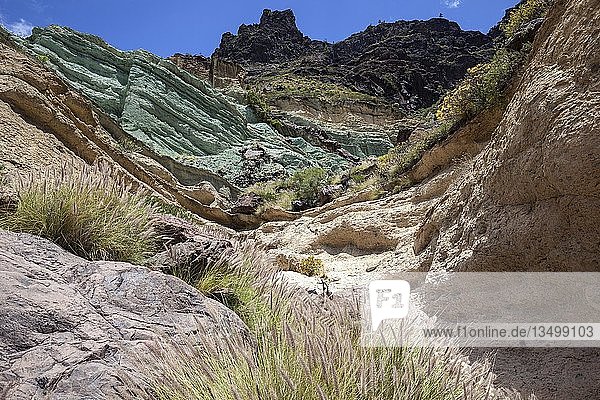 Türkis farbige Felsschicht Los Azulejos De Veneguera Vulkangestein von Natrium-Eisen-Silikat durchdrungen bei Mogan Lampenputzergras (Pennisetum alopecuroides) Gran Canaria Kanarische Inseln Spanien Europa