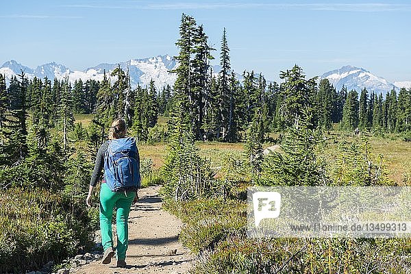 Wanderer auf dem Wanderweg Panorama Ridge  Wald und Berge  Garibaldi Provincial Park  British Columbia  Kanada  Nordamerika