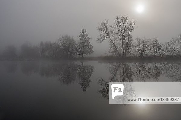 Nebel  kahle Bäume spiegeln sich im Fluss  Hessen  Deutschland  Europa