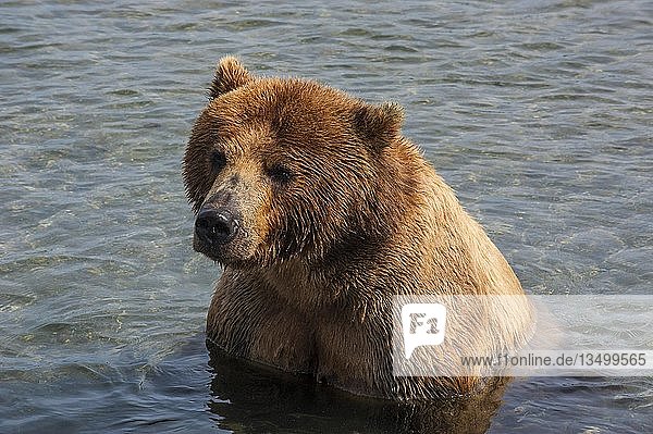 Kamtschatka-Braunbär (Ursus arctos beringianus) im Wasser  Kurilensee  Kamtschatka  Russland  Europa