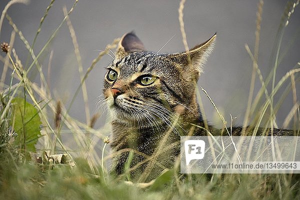 Domestic cat  kitten  9 months  animal portrait in high grass  Germany  Europe
