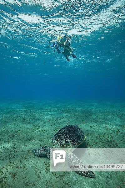 Woman and little boy with mask and fins swim under surface of the blue water and look at Green Sea Turtle (Chelonia mydas) eating sea grass on the seabed  Red Sea  Abu Dabab  Marsa Alam  Egypt  Africa