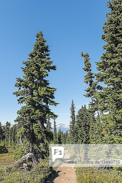 Hiking Panorama Ridge  Forest and Mountains  Garibaldi Provincial Park  British Columbia  Canada  North America