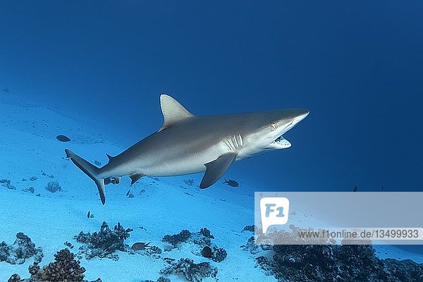 Grey reef shark (Carcharhinus amblyrhynchos)  with open mouth cleaned by cleaner fish  Great Barrier Reef  Pacific  Australia  Oceania