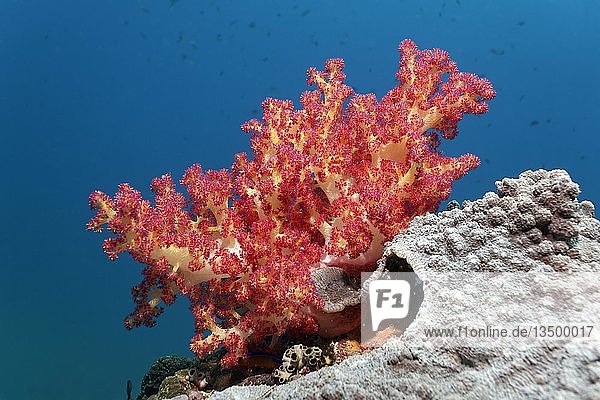 Klunzinger-Weichkoralle (Dendronephthya klunzingeri) auf Riffdach  Daymaniyat Islands Nature Reserve  Khawr Suwasi  Al-Batina Provinz  Indischer Ozean  Oman  Asien