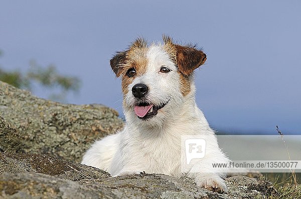 Jack Russell Terrier  braun-weiß  Hündin  aufmerksam auf Felsen liegend  Österreich  Europa