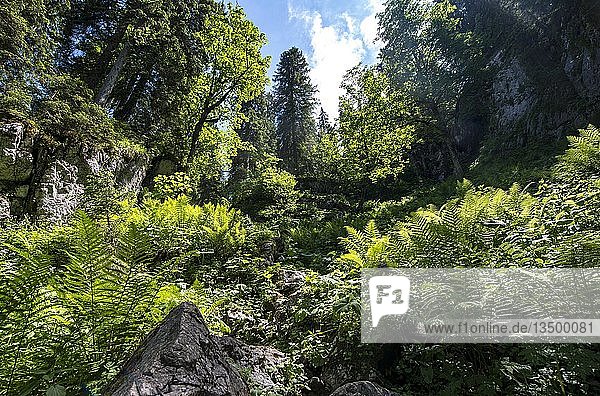Sonne scheint durch Blätter im Wald  Sagereckersteig  Wanderweg von Salet zum Kärlingerhaus  Nationalpark Berchtesgaden  Berchtesgadener Land  Oberbayern  Bayern  Deutschland  Europa