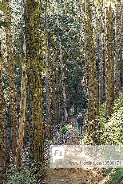 Wanderer auf einem Pfad durch lichten Wald  Garibaldi Provincial Park  British Columbia  Kanada  Nordamerika