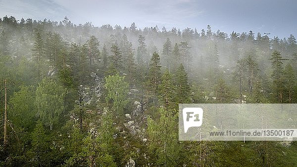Drohnenaufnahme  Nebel in borealem  arktischem Wald  Koniferen  Laubbäume  Salla  Lappi  Finnland  Europa