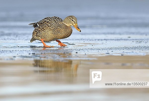 Stockente (Anas platyrhynchos)  Weibchen läuft auf Eis  Sachsen  Deutschland  Europa