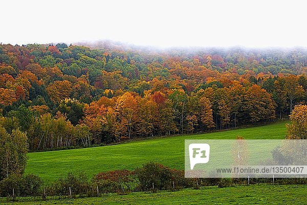 Colorful trees and meadow in autumn  Quebec  Canada  North America