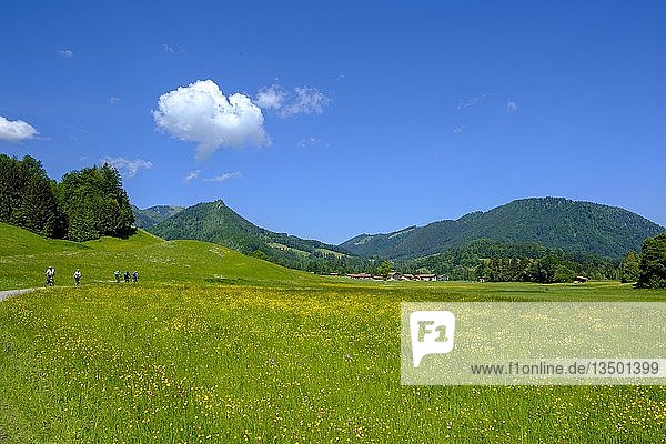Blumenwiesen bei Fuchsau  Ruhpolding  Chiemgau  Oberbayern  Bayern  Deutschland  Europa