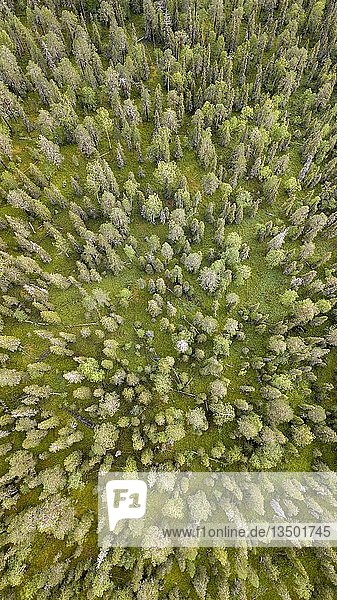 Drohnenaufnahme  boreal  arktische Koniferen  Wald  Moos  Feuchtgebiet  Salla  Lappi  Finnland  Finnland  Europa
