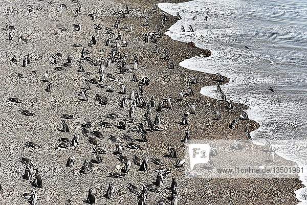 Magellan-Pinguins (Spheniscus magellanicus) Pinguinkolonie Punta Tombo bei Pininsula Valdez Patagonien Ostküste Atlantischer Ozean Argentinien Südamerika