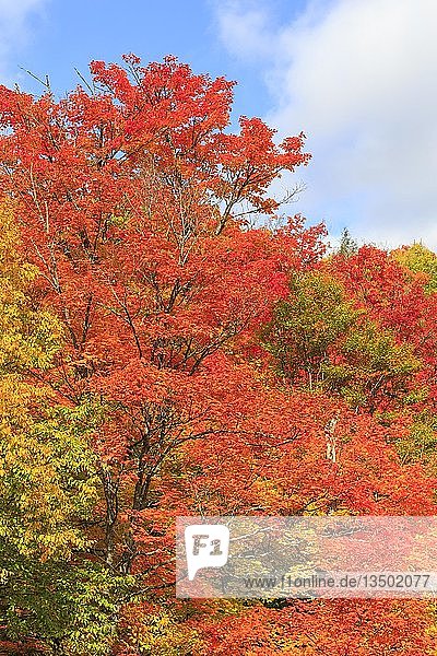Autumn colors  Maples (Acer)  Indian Summer  Algonquin Provincial Park  Ontario  Canada  North America
