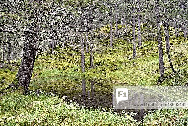 Kachlmoor  Moorgebiet mit kleinem Teich  Heiligenblut  Nationalpark Hohe Tauern  Kärnten  Österreich  Europa