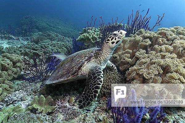 Echte Karettschildkröte (Eretmochelys imbricata)  im Korallenriff zwischen Roter Seepeitsche (Ellisella sp.) und Lederkorallen (Alcyoniidae)  Naturschutzgebiet Daymaniyat-Inseln  Khawr Suwasi  Provinz Al-Batina