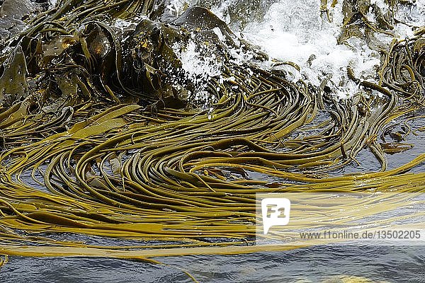 Alluvialer Riesenkelch (Macrocystis pyrifera)  Pumillahue  ChiloÃ© Island  Chile  Südamerika