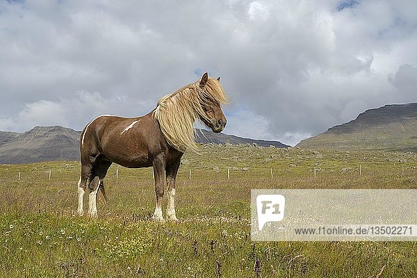 Braunes Islandpferd (Equus islandicus) mit heller Mähne auf Blumenwiese  SauÃ°Ã¡rkrÃ³kur  Akrahreppur  NorÃ°urland vestra  Island  Europa