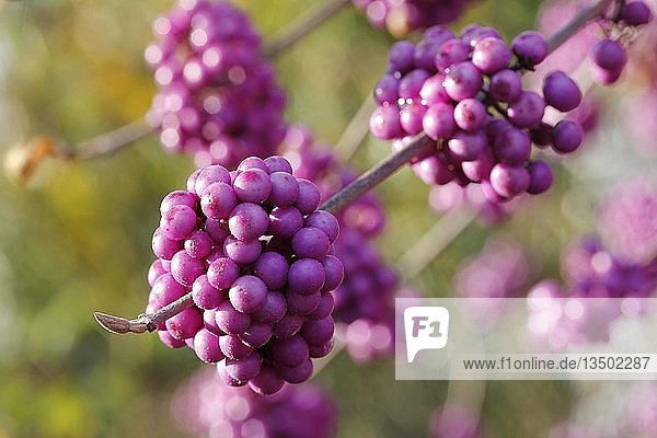 Beautyberry (Callicarpa giraldii)  branch with fruits  North Rhine-Westphalia  Germany  Europe