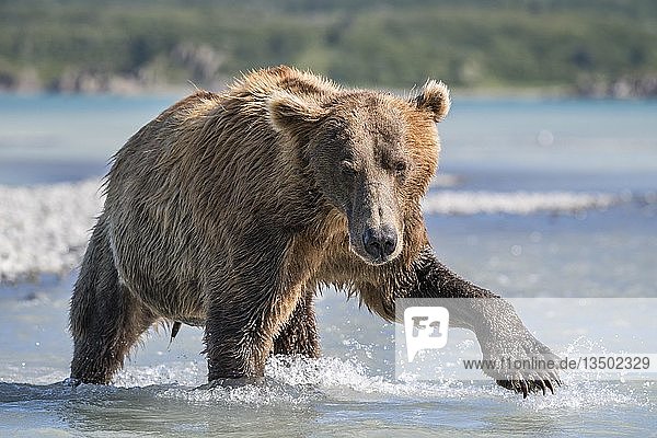 Braunbär (Ursus Arctos) läuft im Wasser  Katmai National Park  Alaska  USA  Nordamerika