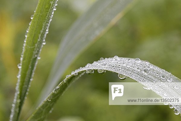 Blades of grass with dew drops