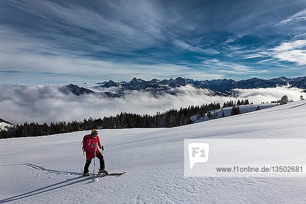 Skitour  SkitourenfÃ?hrer im Aufstieg  in unberÃ?hrtem Skigebiet  dahinter Nebeldecke und die Tannheimer Berge  Wertacher HÃ¶rnle  Unterjoch  Landkreis OberallgÃ¤u  Bayern  Deutschland  Europa