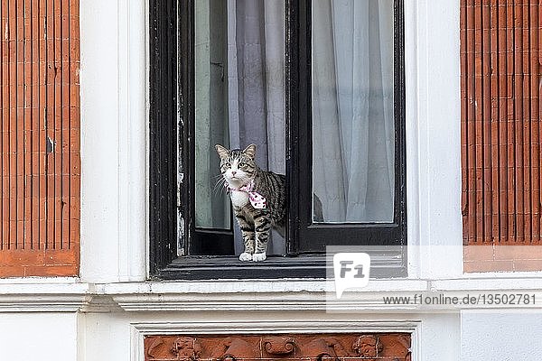 Cat of WikiLeaks founder Julian Assange looks out the window of the Ecuadorian Embassy  Kensington  London  United Kingdom  Europe