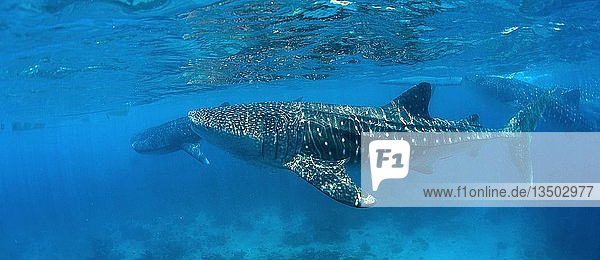 Walhaie Rhincodon Typus Unter Wasseroberflache Grosster Fisch Der Welt Tan Awan Cebu Philippinen Asien